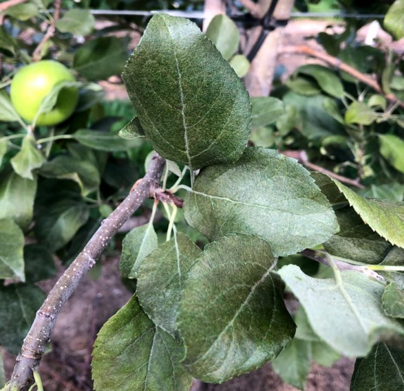 Bronzing caused by mites on apple